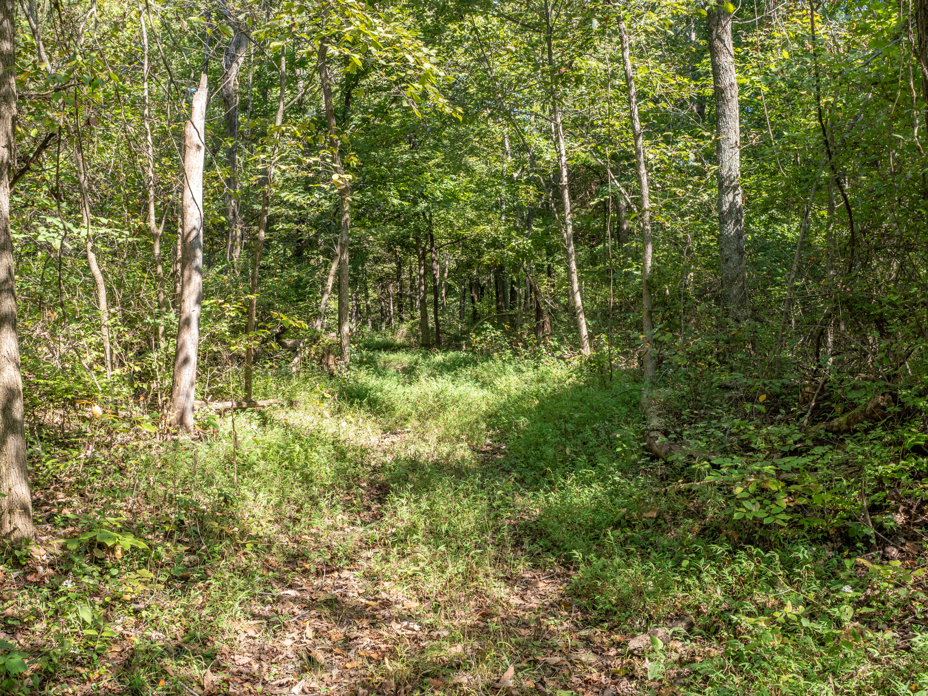 0 Magnolia Road Owingsville, KY 40360 - Photo 17 of 25 PTH10009