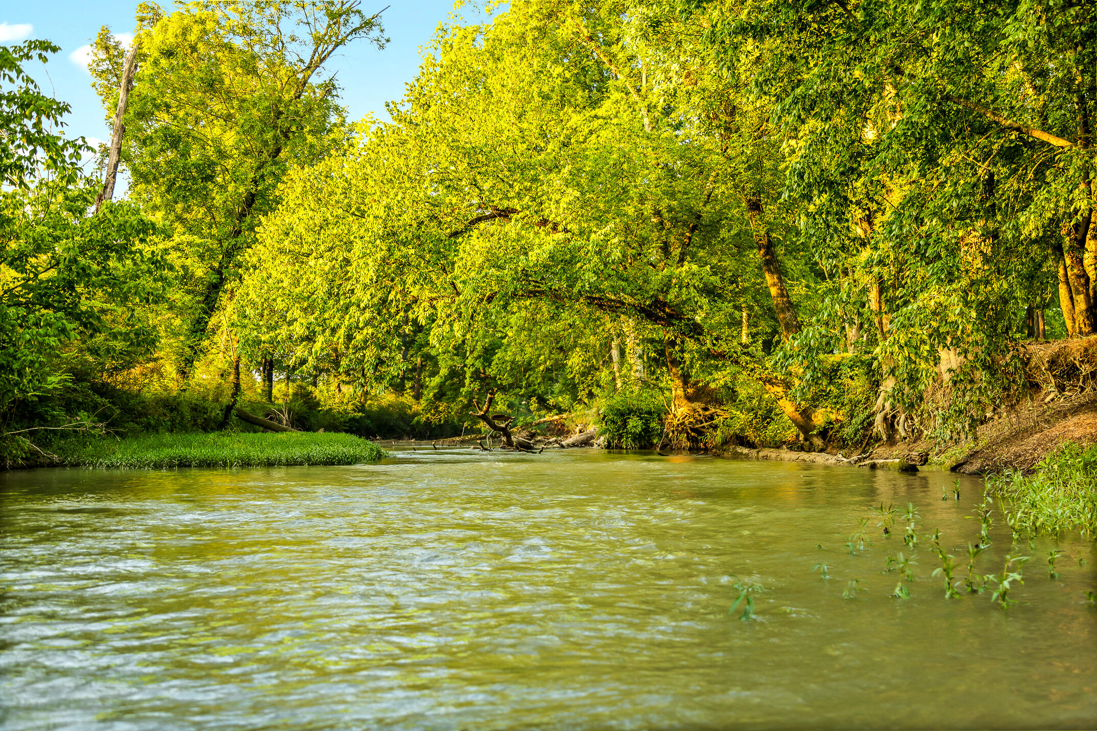 3035 Highway 341 Chickamauga, GA 30707 - Photo 23 of 47 Chickamauga Creek along the eastern boun