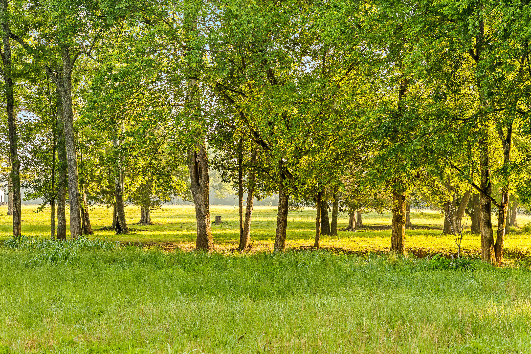 3035 Highway 341 Chickamauga, GA 30707 - Photo 27 of 47 Trees and pasture land