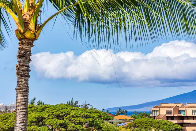 a view of a potted plants with sky view