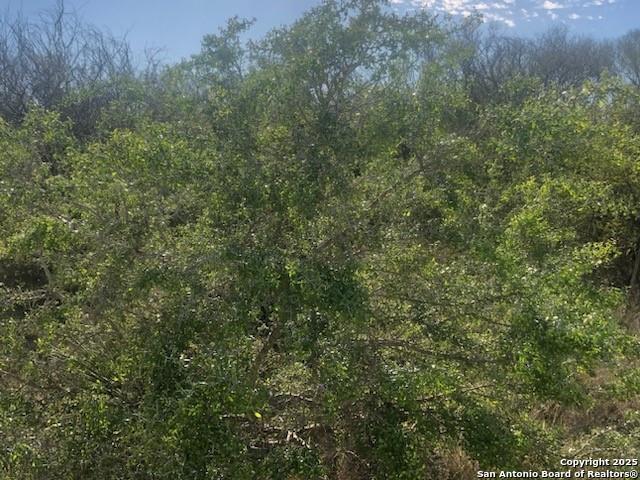 449 Double Eagle George West, TX 78022 - Photo 14 of 22 a view of a forest with a street