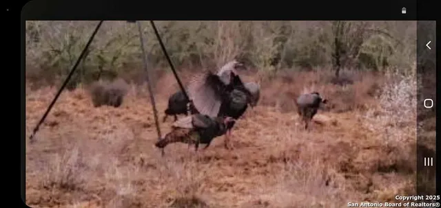 a view of tall trees