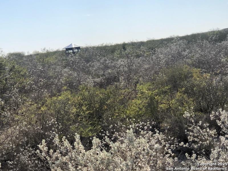 449 Double Eagle George West, TX 78022 - Photo 9 of 22 a view of a dry yard