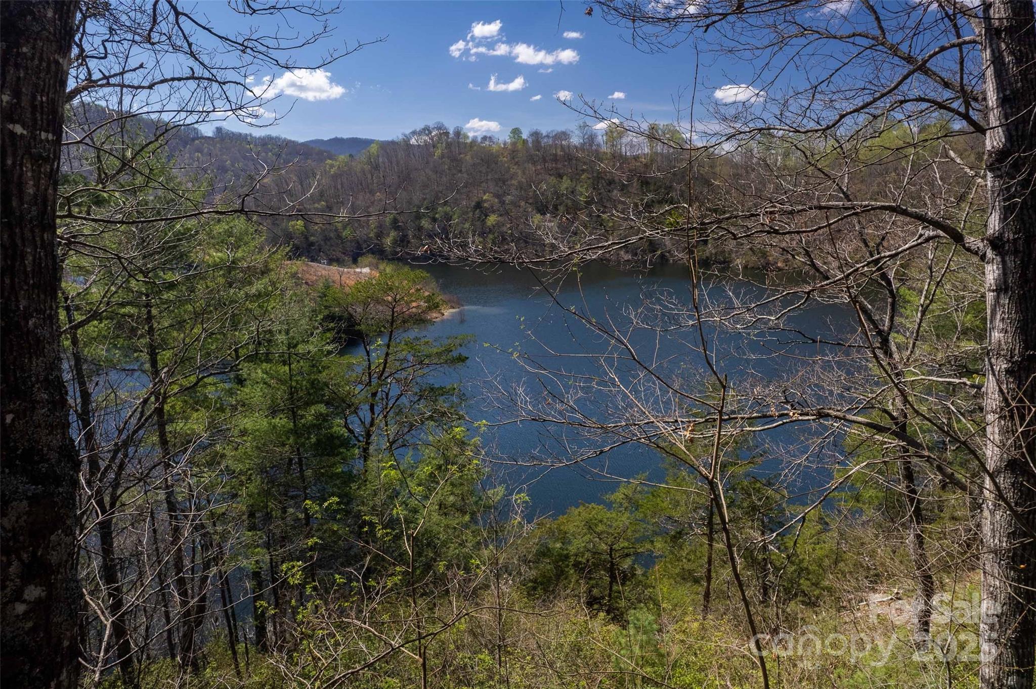 136 Dars Lane Tuckasegee, NC 28783 - Photo 5 of 39 a view of a forest