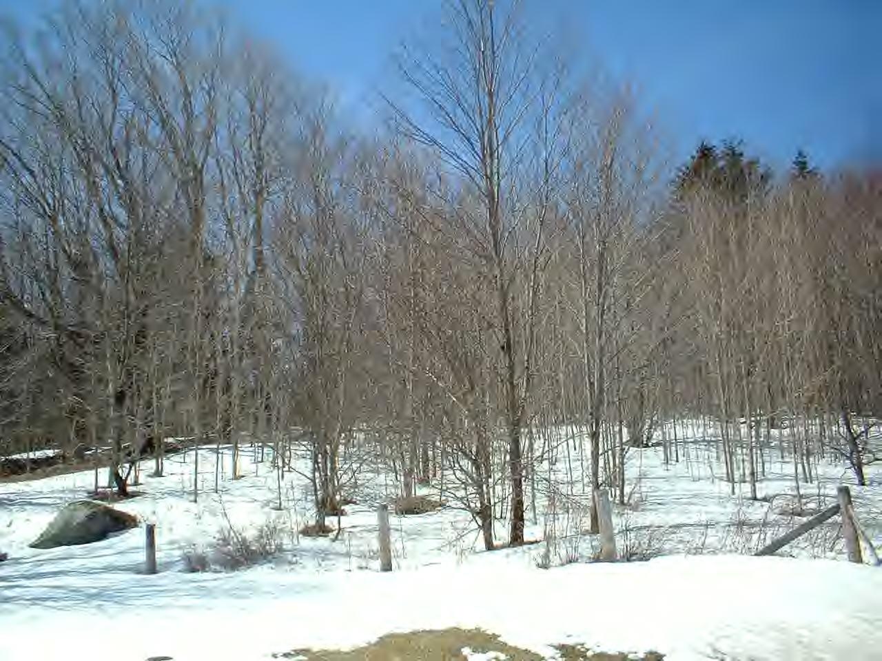 24 Tilton Road Savoy, MA 01256 - Photo 3 of 3 a view of a park with large trees