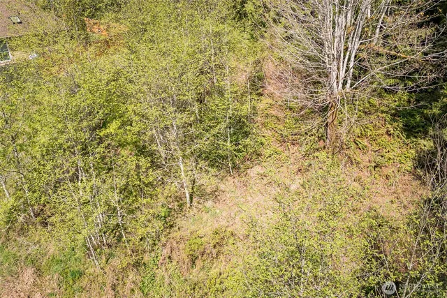 a close up of a plant