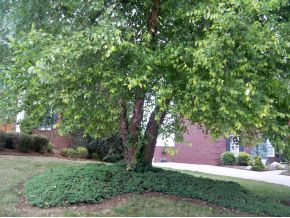 114 Reed Circle Johnson City, TN 37601 - Photo 11 of 12 Nice Level Lawn