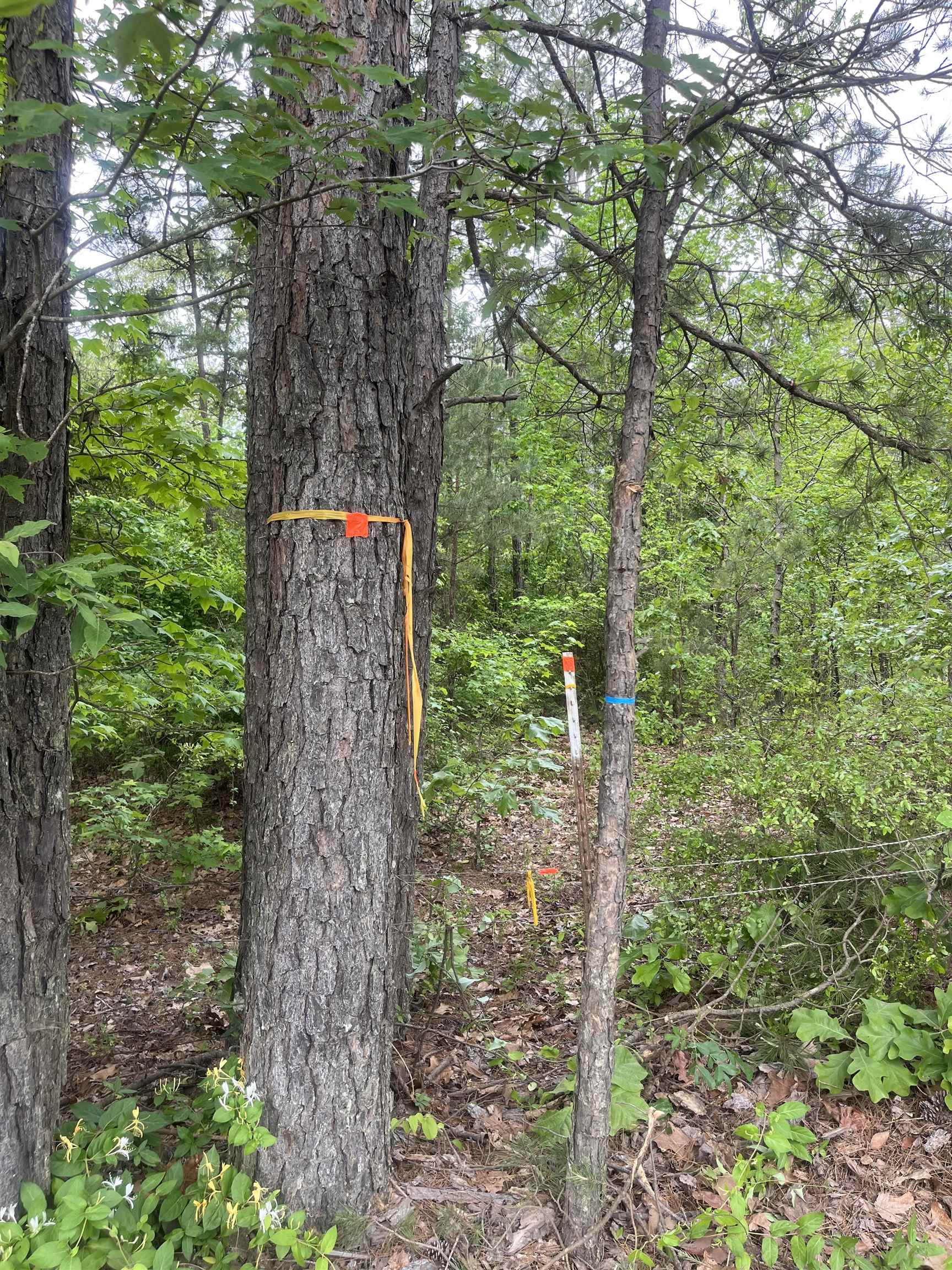 0 South Aaron Road Randolph, MS 38864 - Photo 1 of 9 View of tree filled area