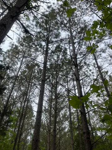 $259,300 | 0 South Aaron Road, Randolph, MS 38864