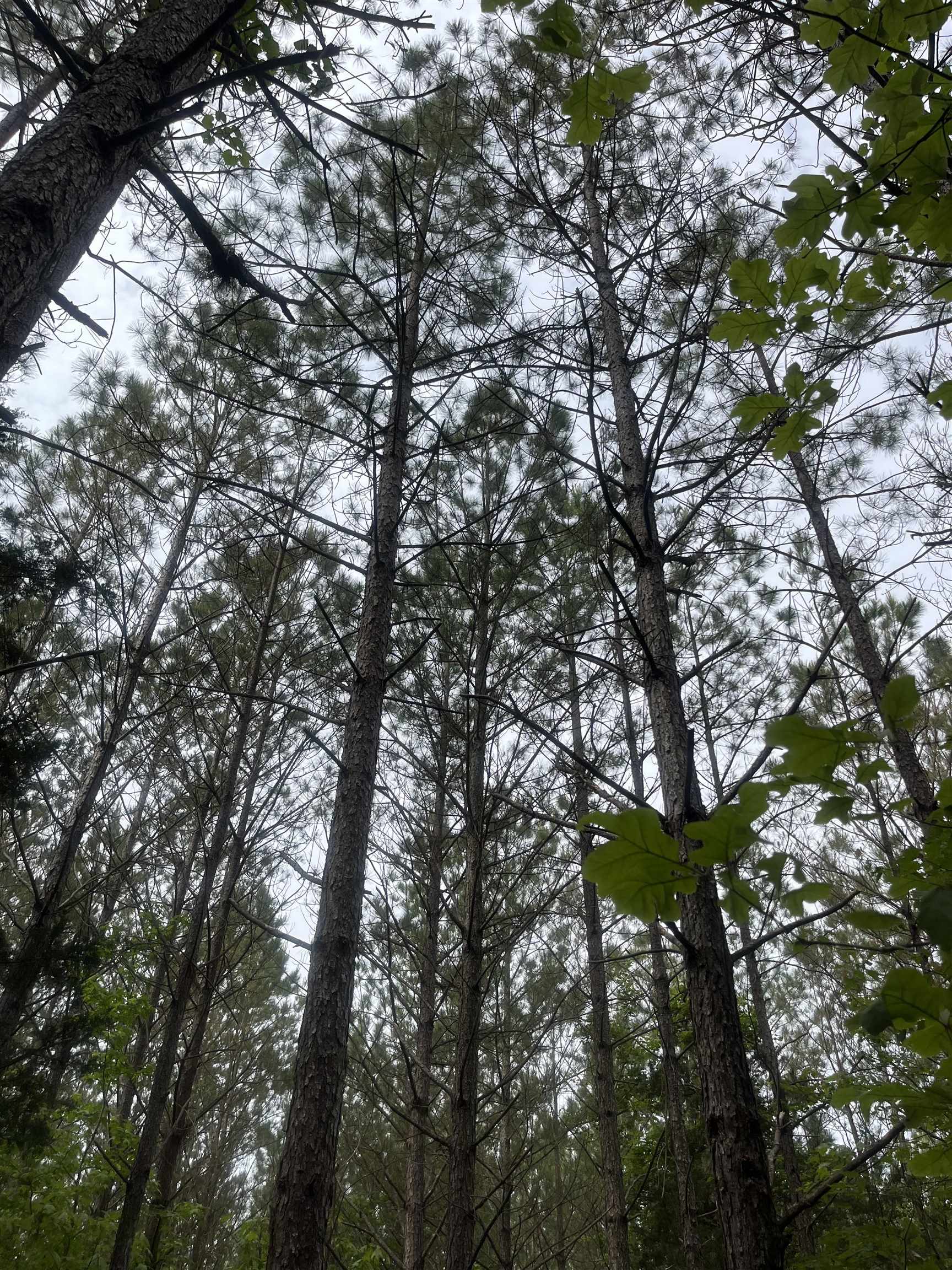 0 South Aaron Road Randolph, MS 38864 - Photo 4 of 9 Exterior view