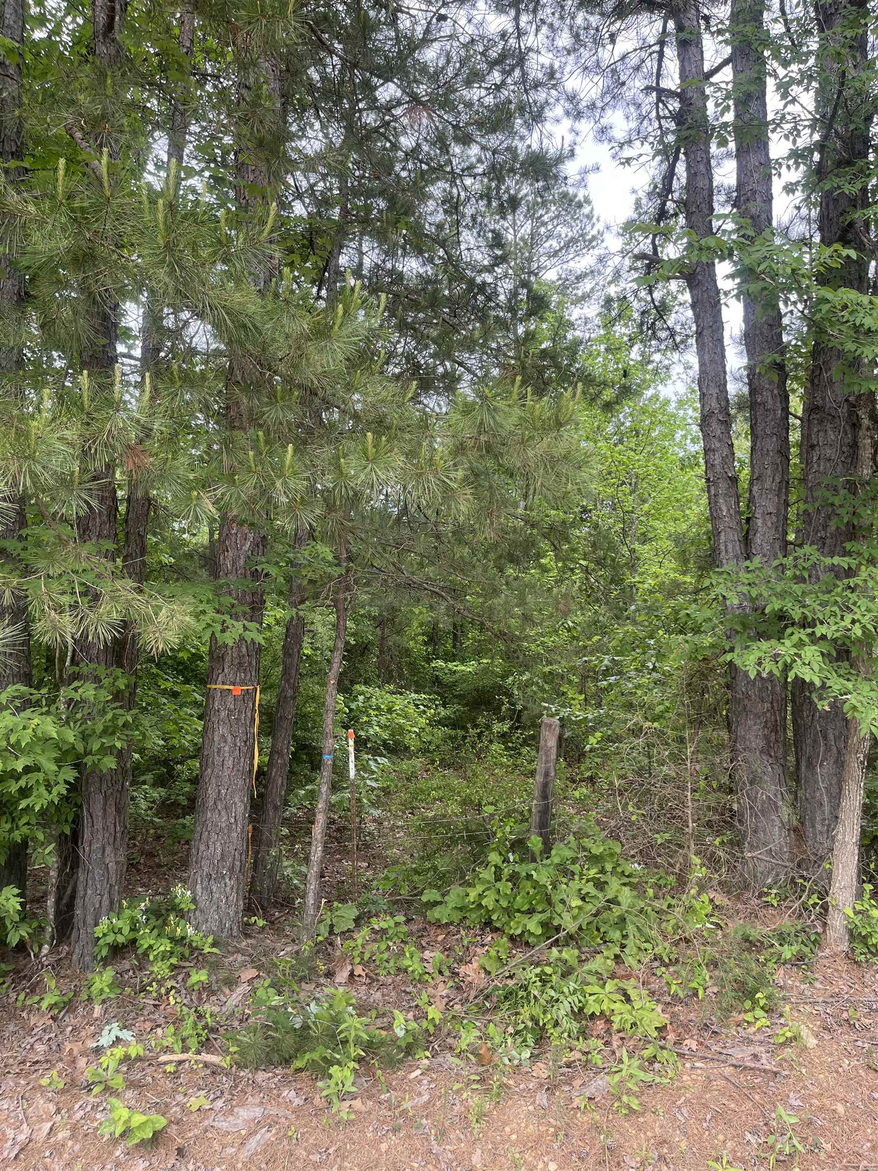 0 South Aaron Road Randolph, MS 38864 - Photo 5 of 9 View of tree filled area