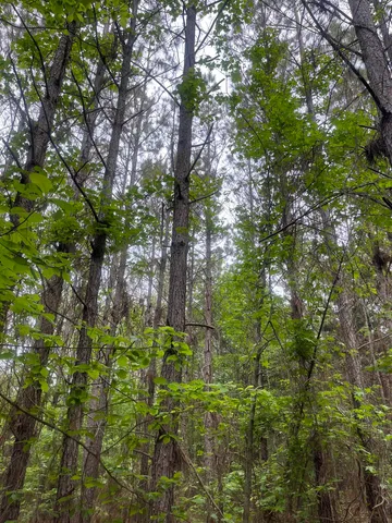 $259,300 | 0 South Aaron Road, Randolph, MS 38864