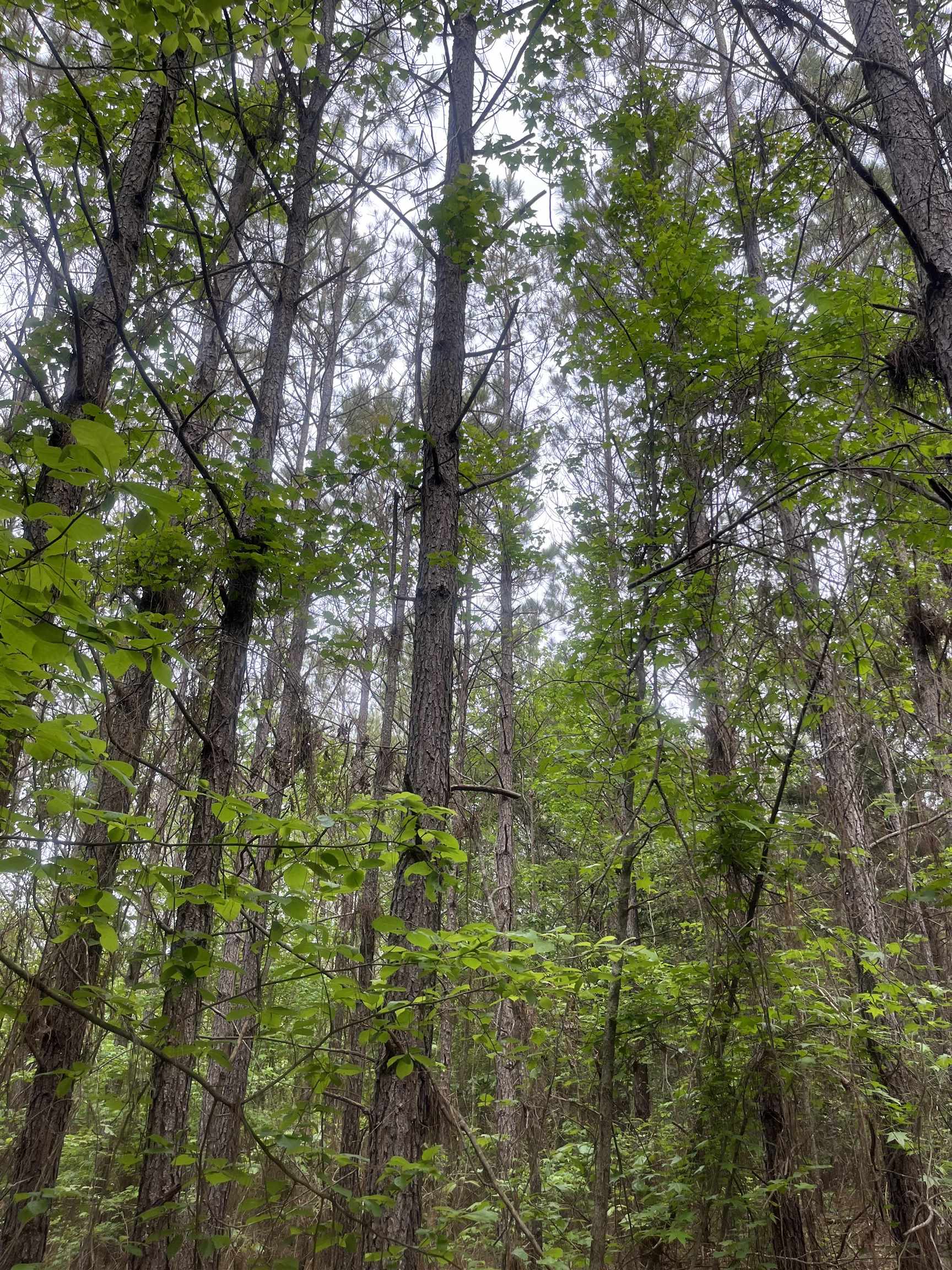 0 South Aaron Road Randolph, MS 38864 - Photo 6 of 9 View of woods