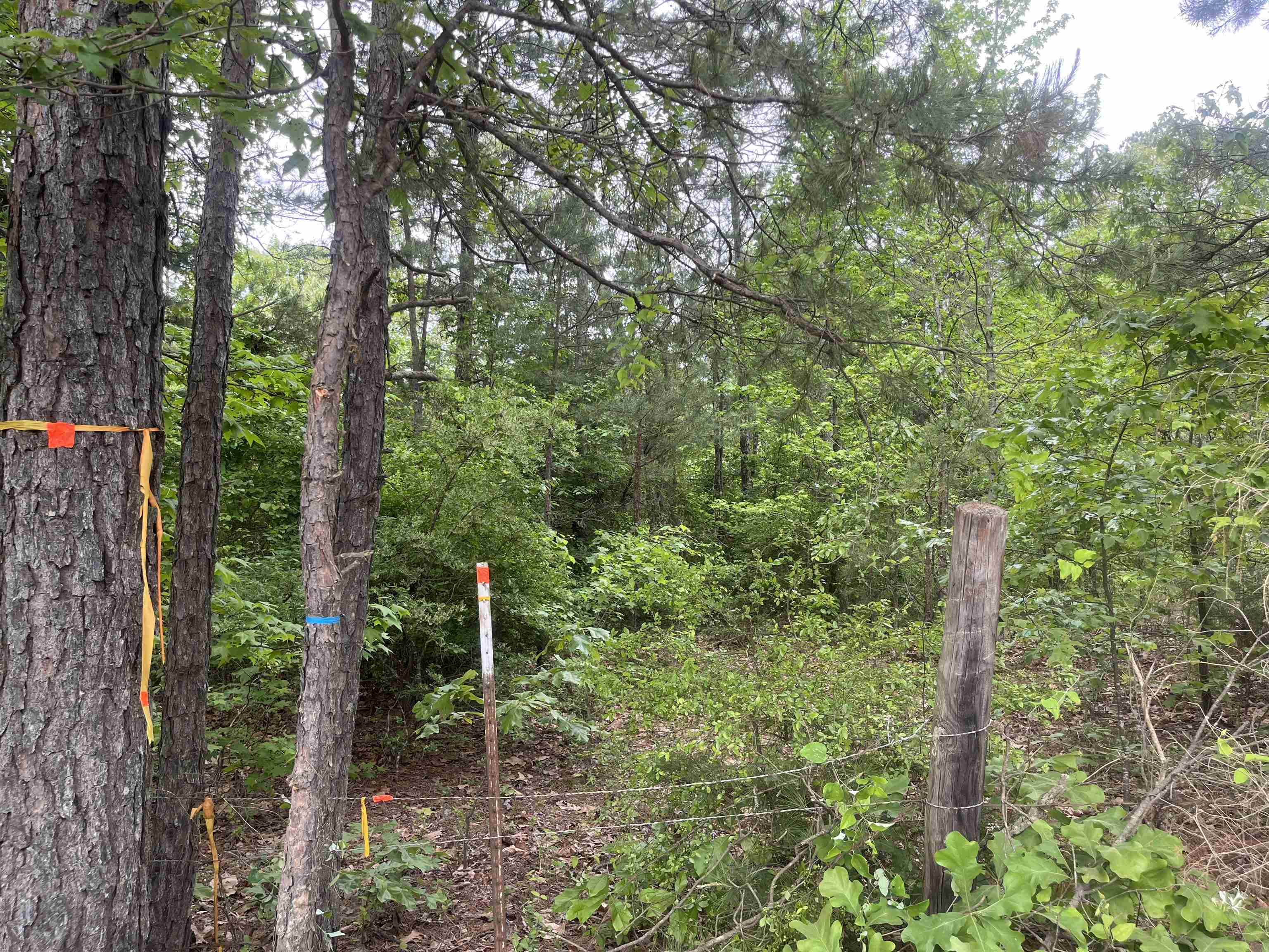 0 South Aaron Road Randolph, MS 38864 - Photo 8 of 9 View of tree filled area