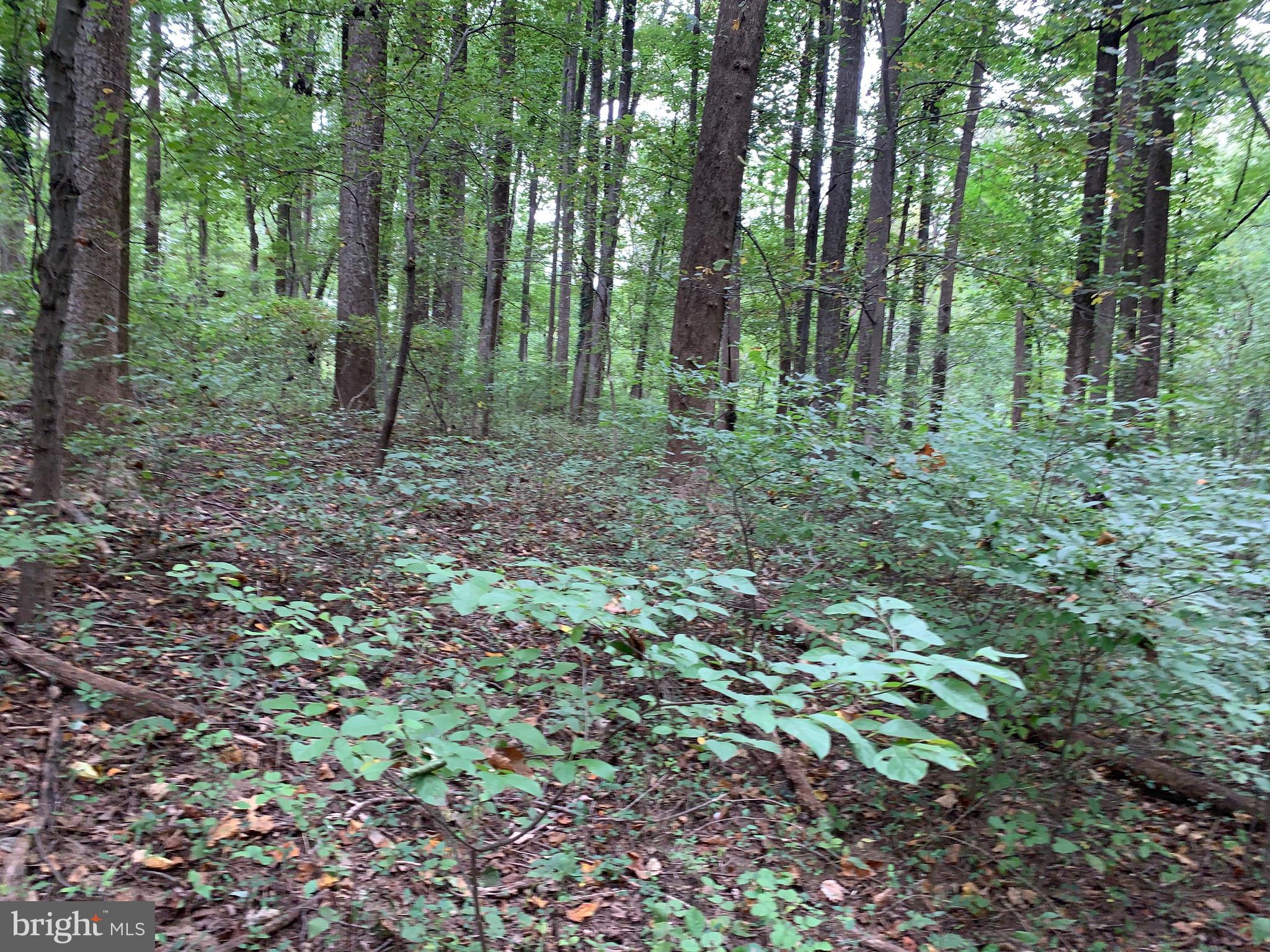 17819 Yatton Road Round Hill, VA 20141 - Photo 13 of 22 NATURAL WOODLANDS