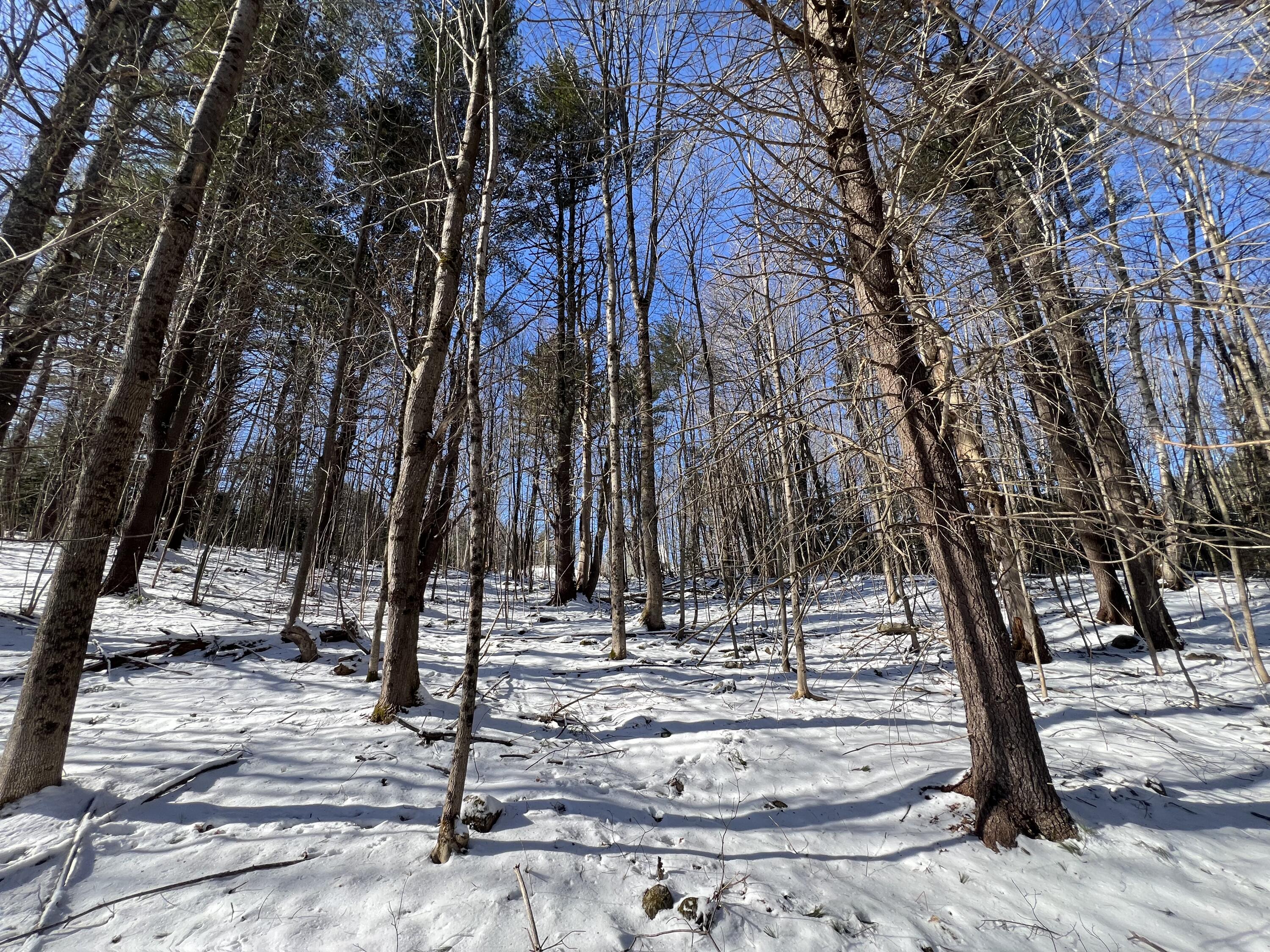 Map7-lot112 Therrien Road Jay, ME 04239 - Photo 13 of 13 IMG_1556