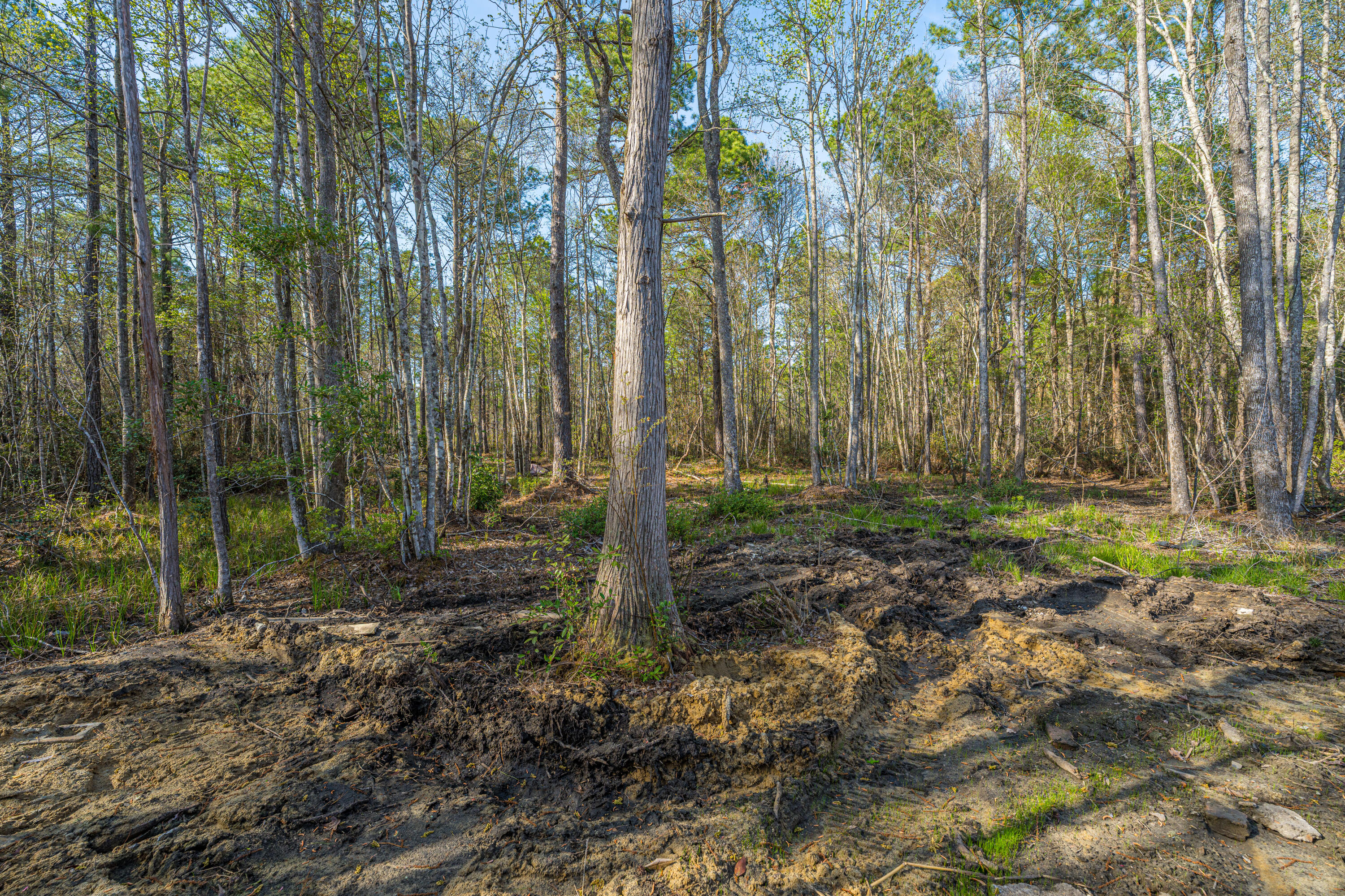 808 Society Road McClellanville, SC 29458 - Photo 7 of 50 808SocietyRd008