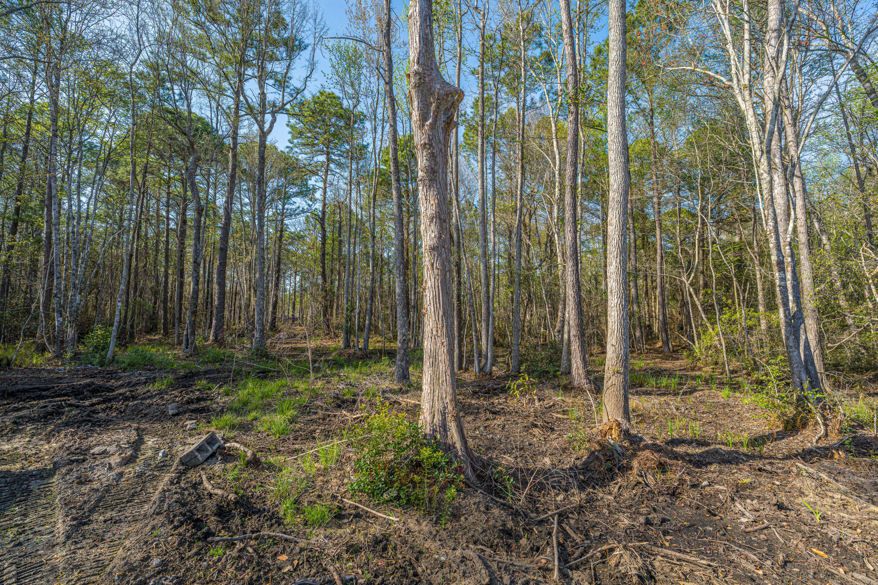 808 Society Road McClellanville, SC 29458 - Photo 10 of 50 808SocietyRd011