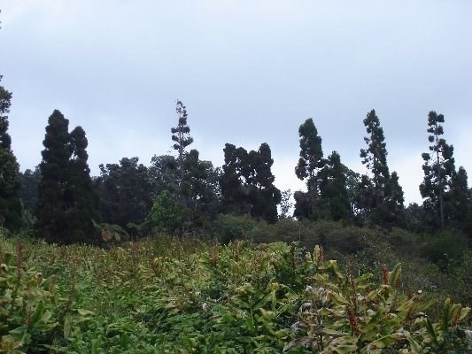 Haunani Road Volcano, HI 96785 - Photo 1 of 4 a view of a city