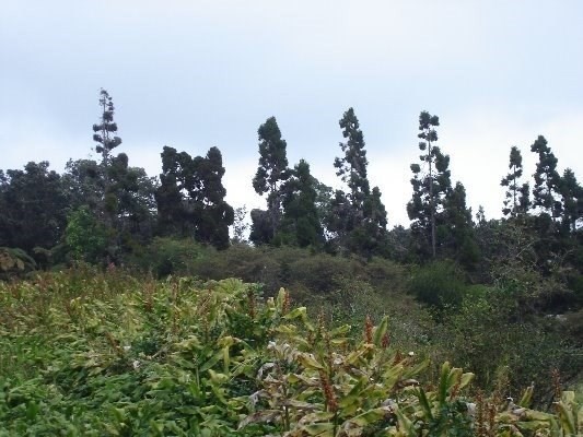 Haunani Road Volcano, HI 96785 - Photo 2 of 4 a view of a city