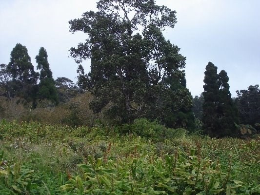 Haunani Road Volcano, HI 96785 - Photo 3 of 4 a view of a lush green forest with lots of trees