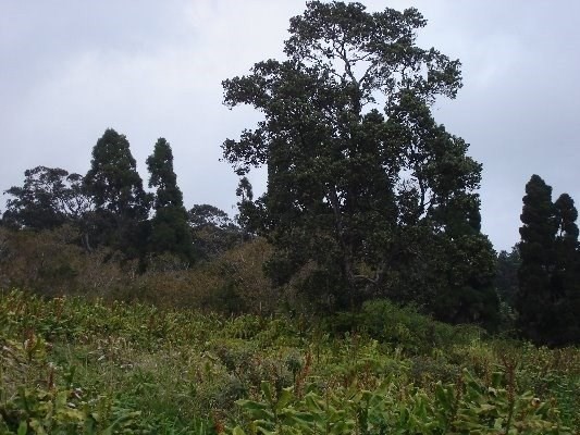 Haunani Road Volcano, HI 96785 - Photo 4 of 4 a view of a tree in a field of a house