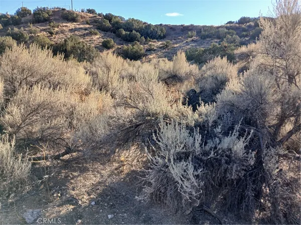 a view of a lot of trees