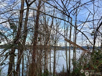 97 Arrowsmith Avenue South Seattle, WA 98118 - Photo 2 of 7 a picture of tree