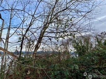 97 Arrowsmith Avenue South Seattle, WA 98118 - Photo 4 of 7 a picture of tree