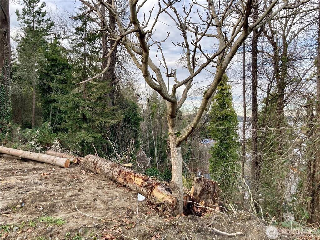 97 Arrowsmith Avenue South Seattle, WA 98118 - Photo 6 of 7 a backyard of a house with lots of green space