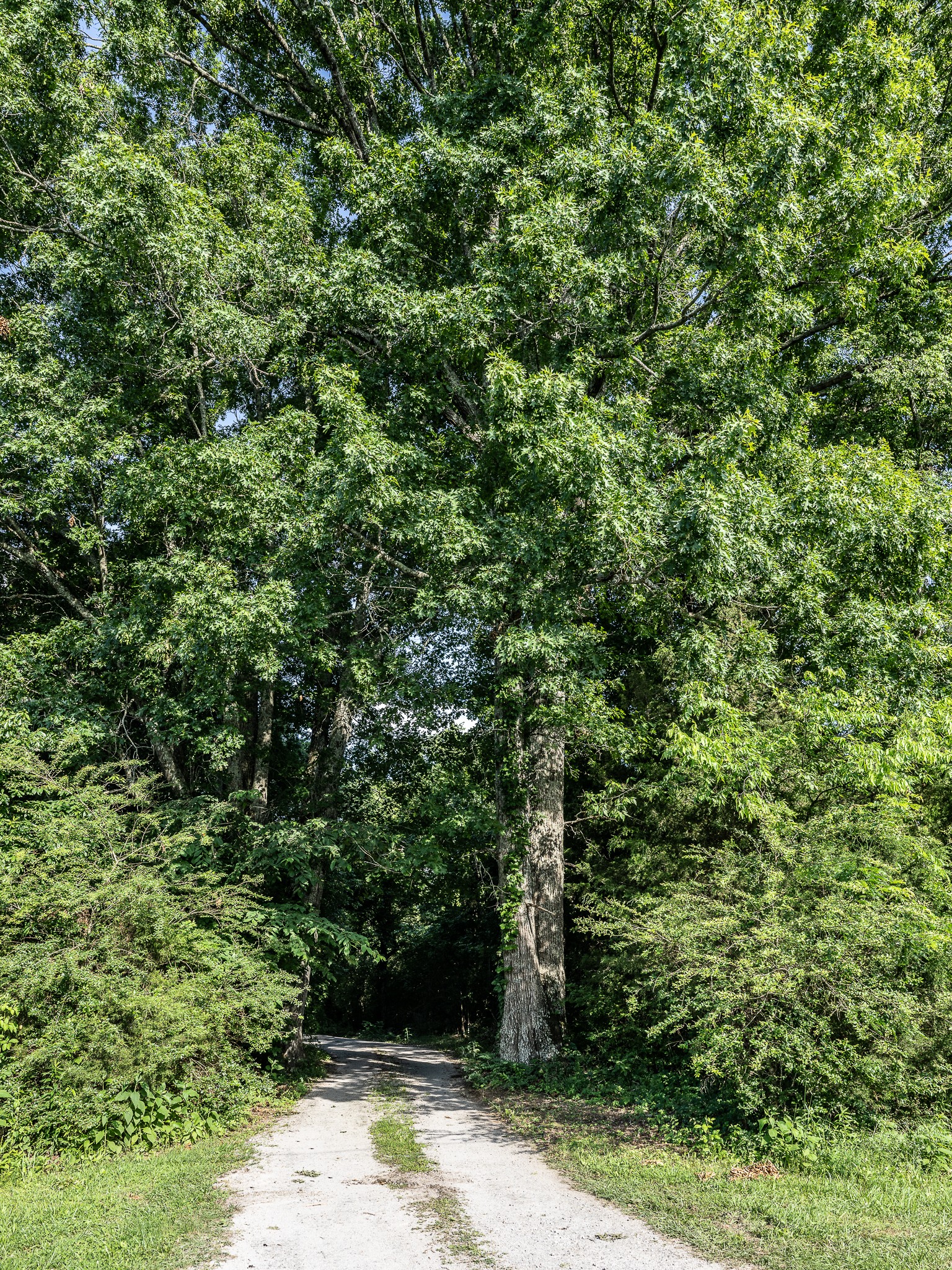 4850 Lunns Store Road Chapel Hill, TN 37034 - Photo 1 of 11 Gallery Image 1