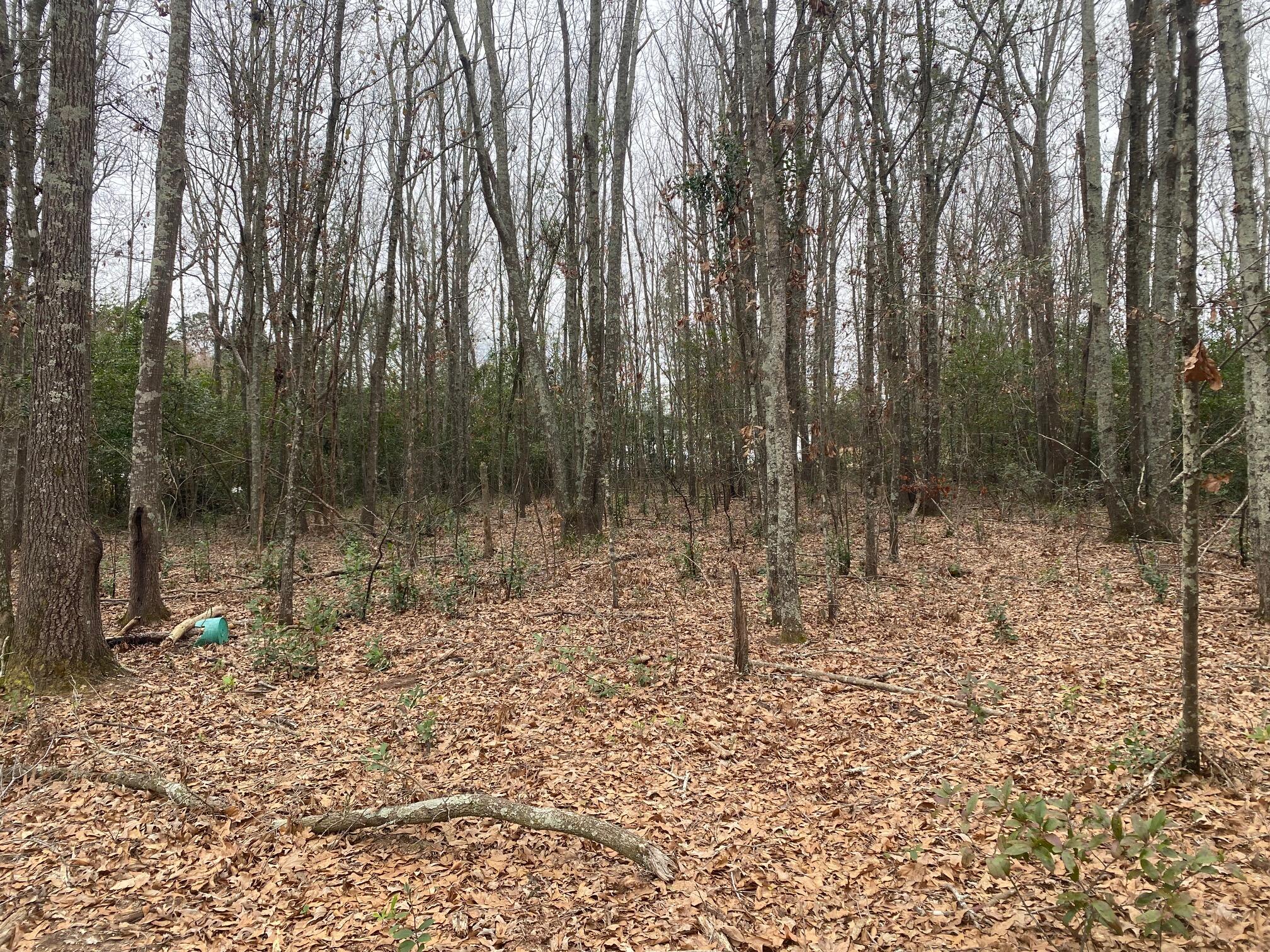 0 Hedge Road Aiken, SC 29801 - Photo 4 of 6 IMG_2476