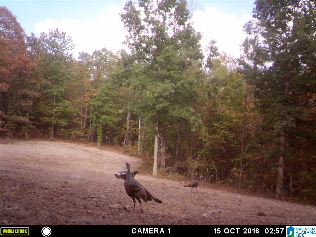 0 Carnes Chapel Road, Unit 113 Gallant, AL 35972 - Photo 5 of 32