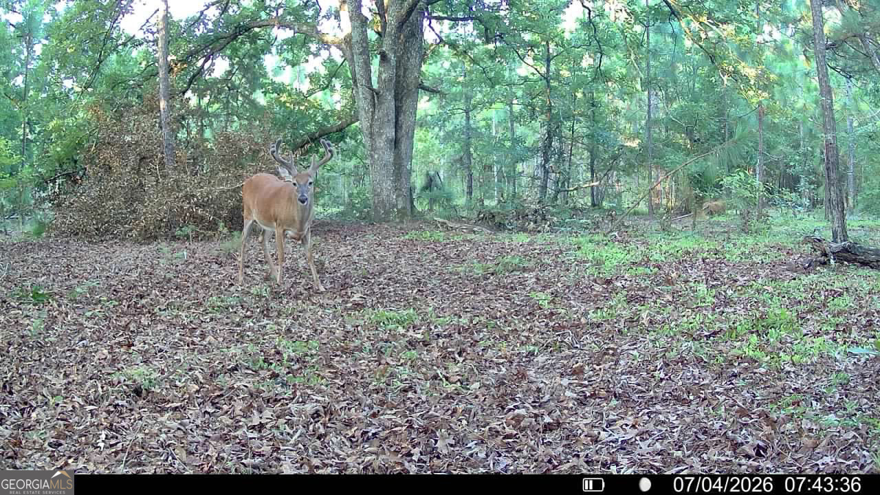 Tbd Tbd Wooten Road Cuthbert, GA 39840 - Photo 70 of 71