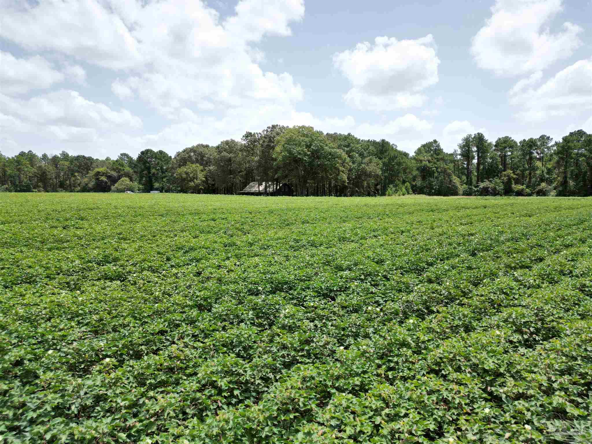 9549 Travis Road Brewton, AL 36426 - Photo 8 of 45