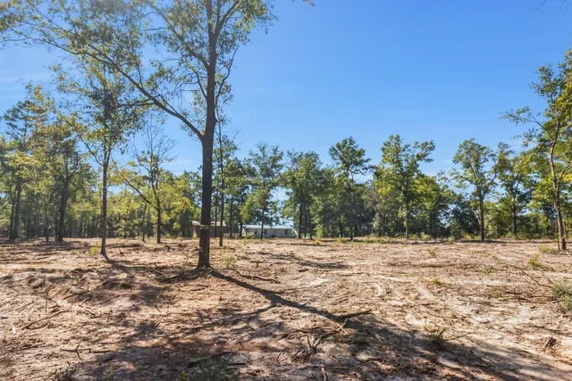 a view of a backyard with large trees