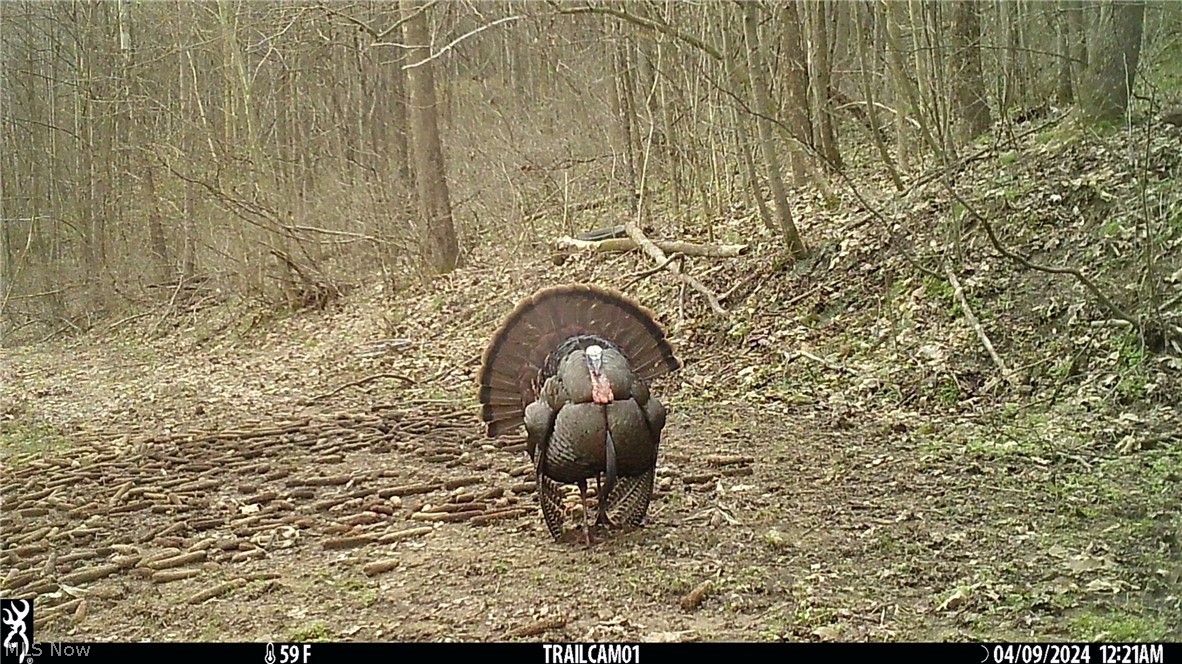 Marlott Run Road Kimbolton, OH 43749 - Photo 38 of 49