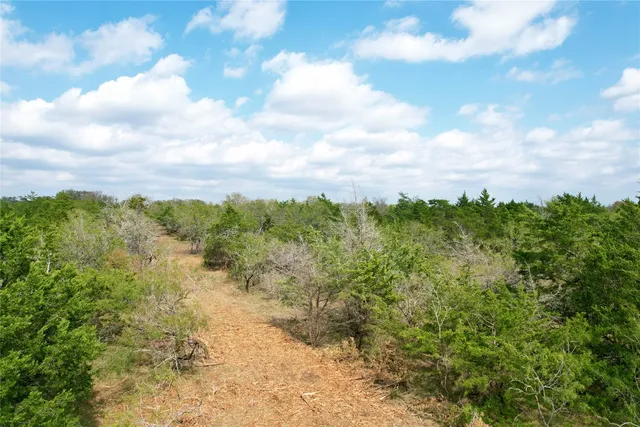 a view of a forest with trees in the background