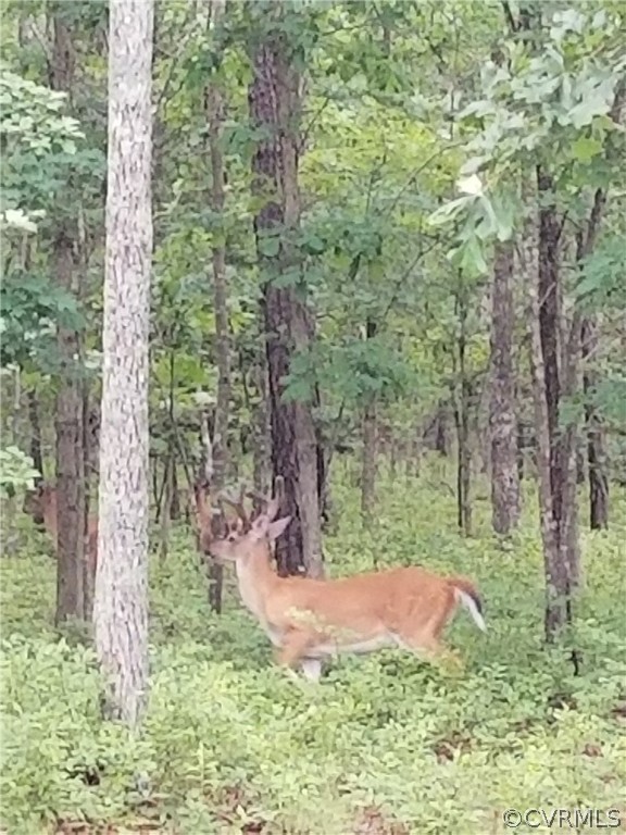 3717 Pfost Avenue Prince George, VA 23875 - Photo 39 of 39 a view of a garden with a tree