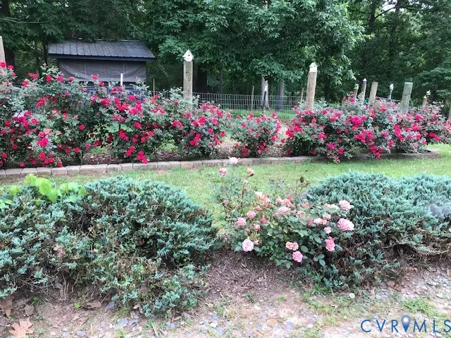 a view of a flowers in a yard
