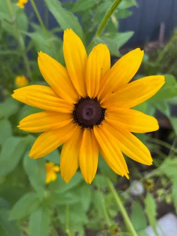 an aerial view of green landscape with trees houses and mountain view
