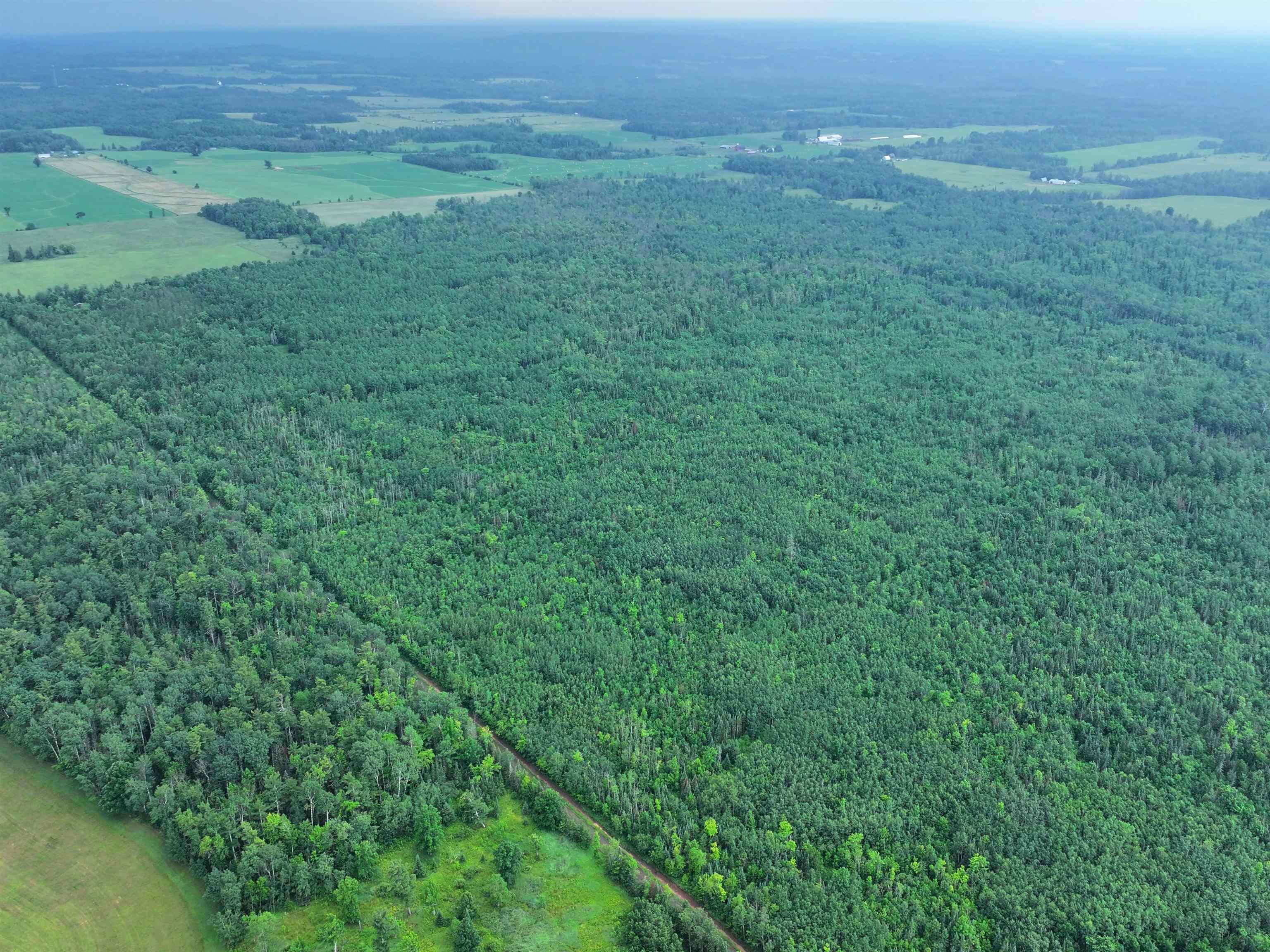 Aerial view of a forest