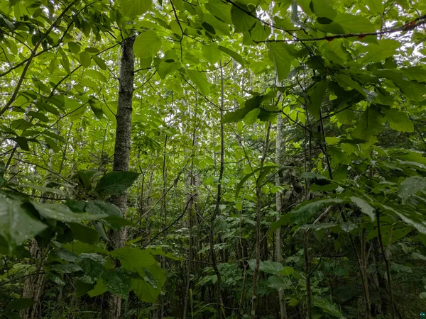 $120,000 | 80-acres On County Line Road, Brule, WI 54820