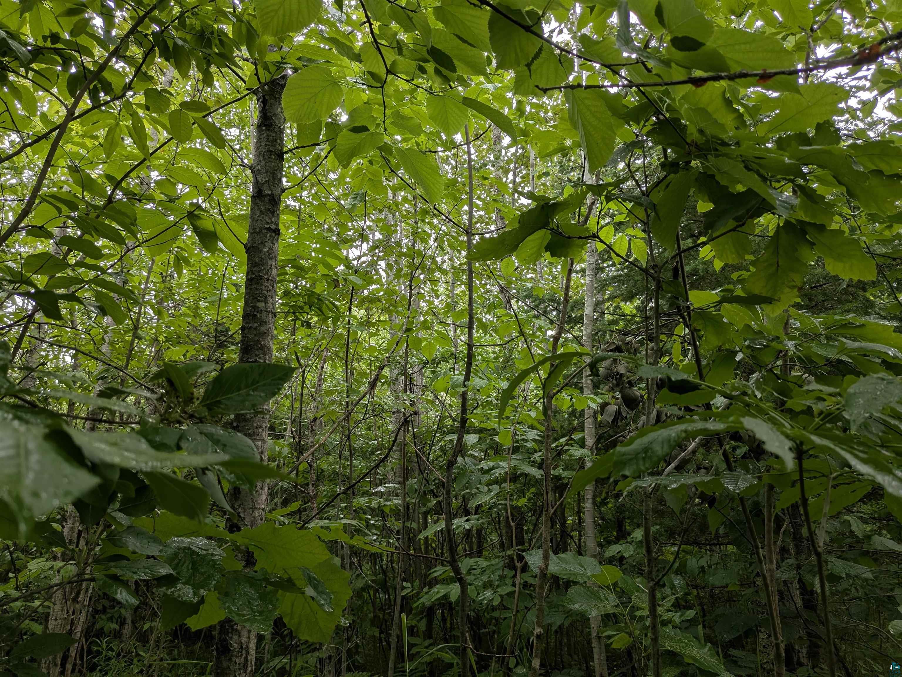 80-acres On County Line Road Brule, WI 54820 - Photo 3 of 10 View of nature