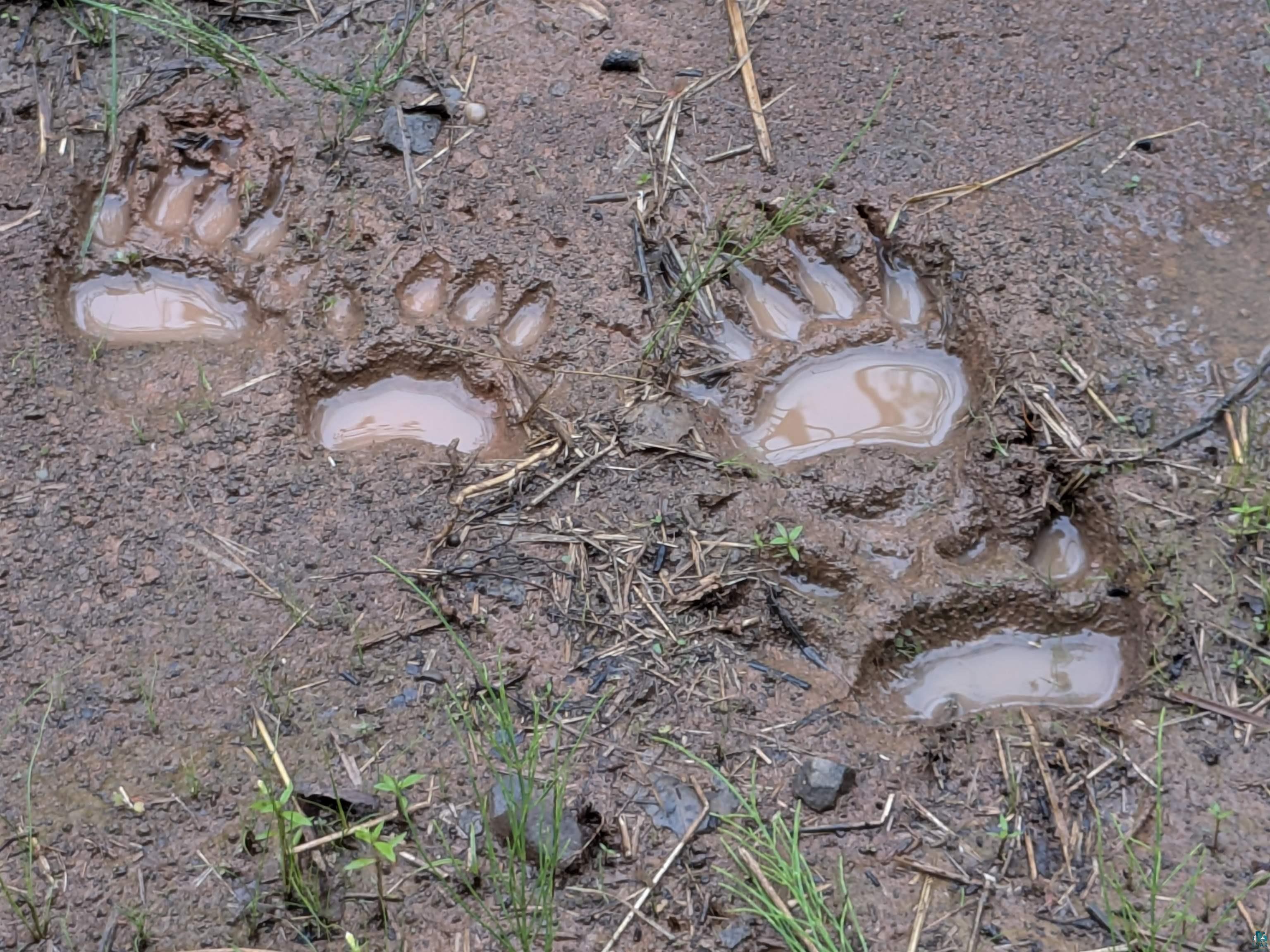 80-acres On County Line Road Brule, WI 54820 - Photo 4 of 10 Exterior view
