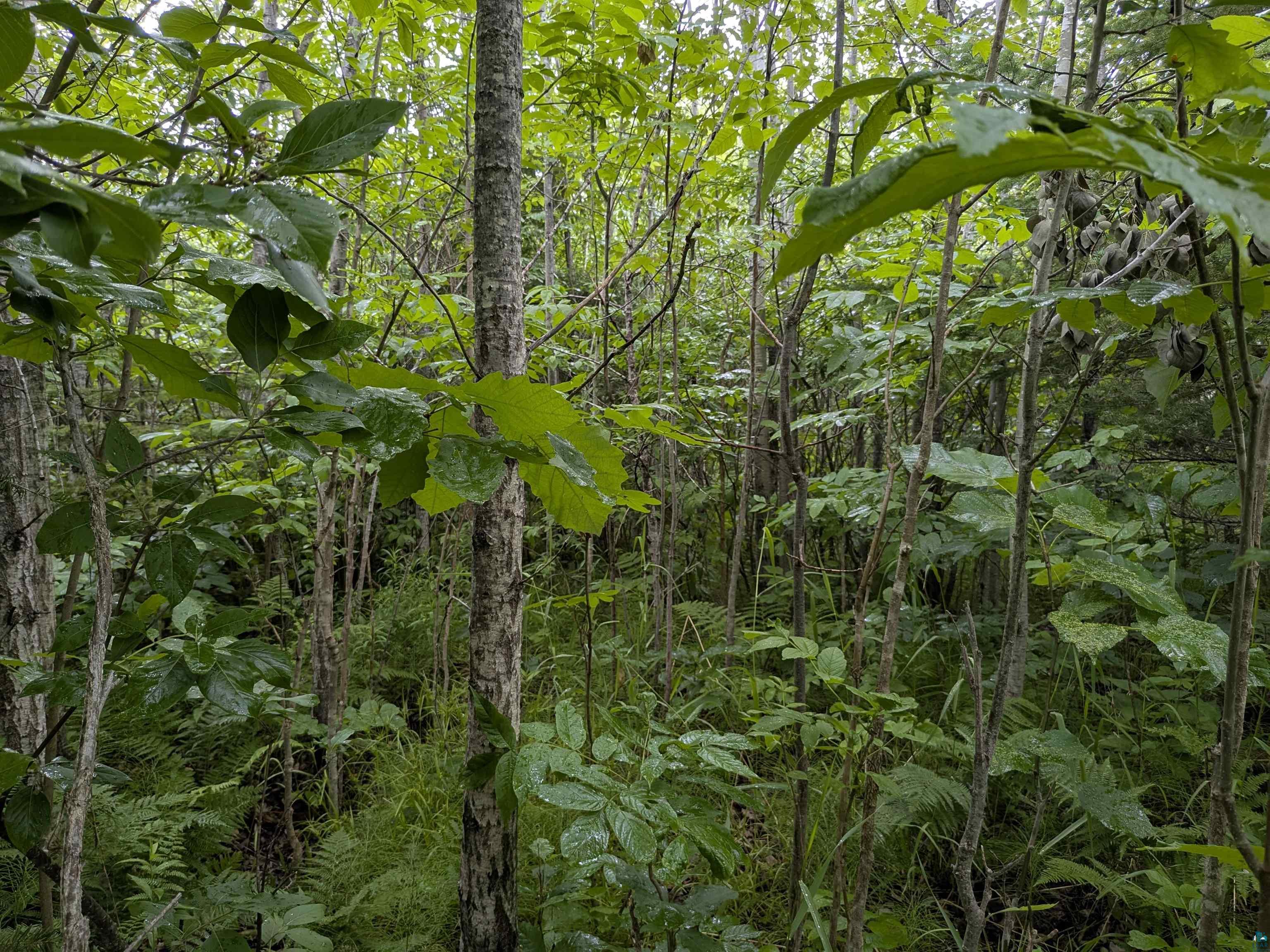 80-acres On County Line Road Brule, WI 54820 - Photo 7 of 10 View of woods