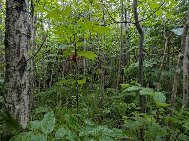 $120,000 | 80-acres On County Line Road, Brule, WI 54820