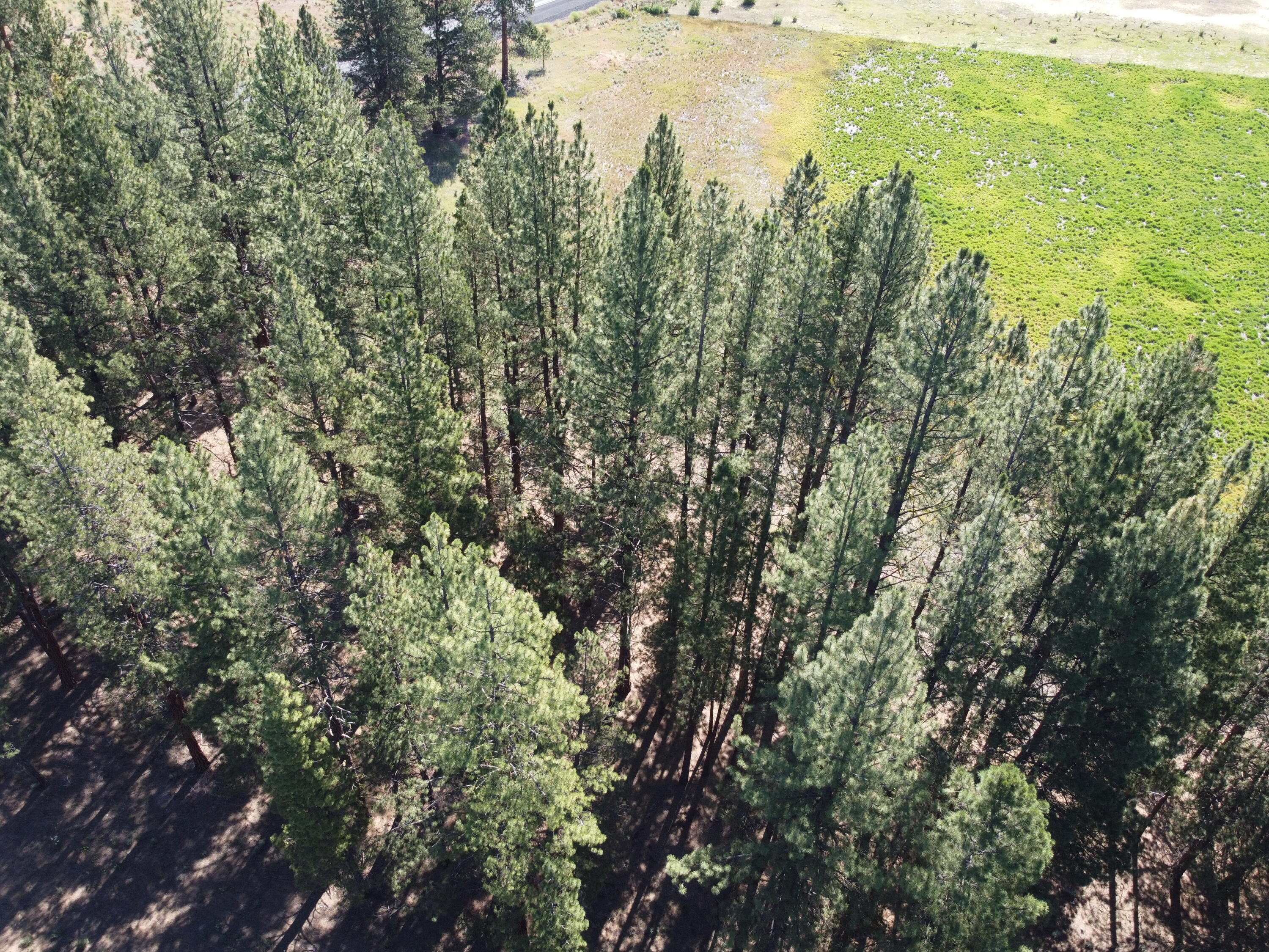 10130 Sprague River Road Chiloquin, OR 97624 - Photo 32 of 32 timber