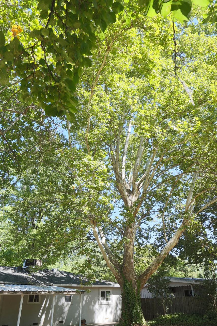 5150 Bidwell Road Redding, CA 96001 - Photo 24 of 24 signature tree in back yard