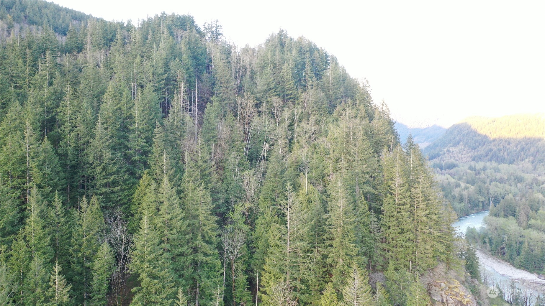 49235 Reiter Road Index, WA 98256 - Photo 20 of 31 a view of a forest with a yard